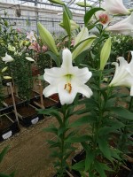 [4555 VH31 No01.JPG]